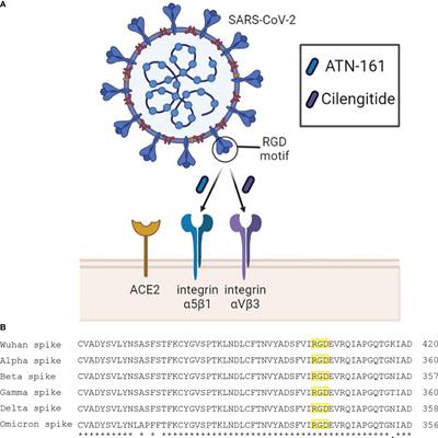 Integrins as Therapeutic Targets for SARS-CoV-2